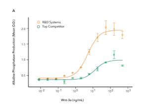 Comparison of the bioactivity of R&D Systems Recombinant Human R-Spondin 1 and a leading competitors R-Spondin 1 shows that the R&D Systems protein displays 7-fold higher activity.
