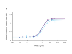 Comparison of the bioactivity of three different lots of R&D Systems Recombinant Human R-Spondin 1 demonstrates lot-to-lot consistency in the protein produced from three different manufacturing runs.