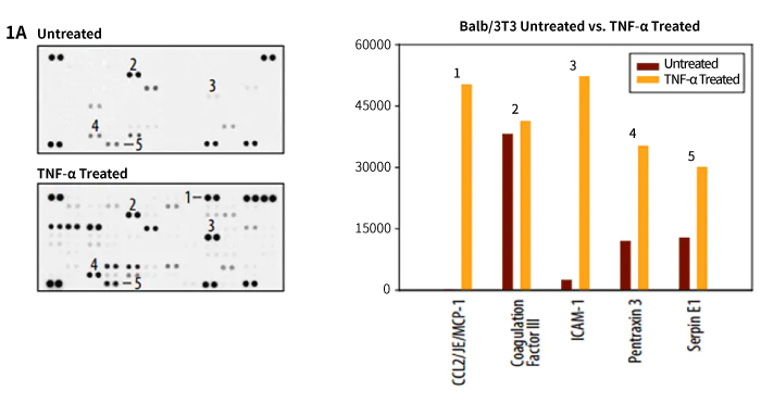 Detection of Selected Mouse Cytokines in Balb/3T3 Cell Line Lysate.