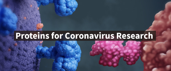  	  
Proteins for Coronavirus Research 
  
  	 


