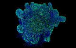 content image_functional organoid.png
