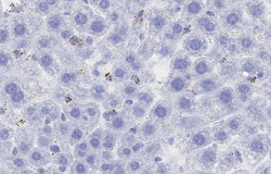 content image_hepatocytes.png